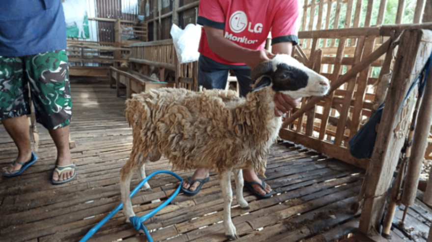 Domba Tanduk Grade Ekonomis
