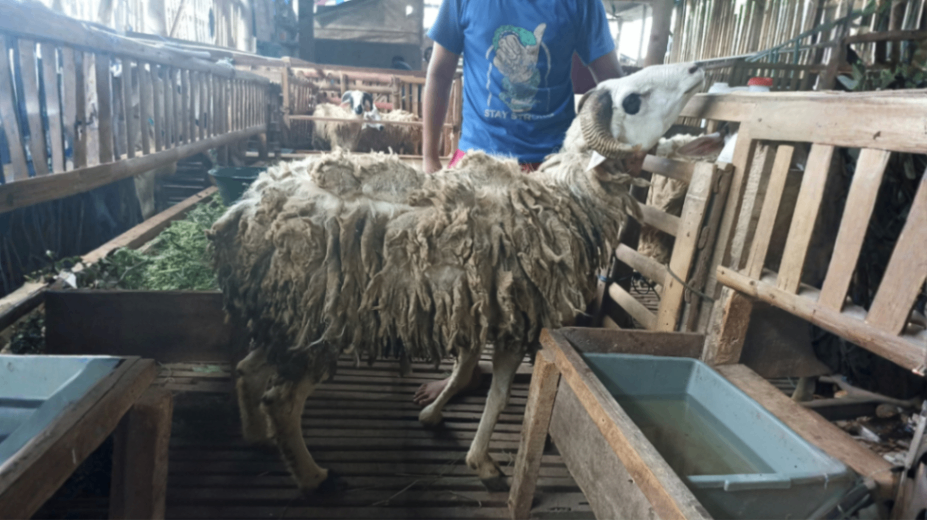 Domba Tanduk Grade D