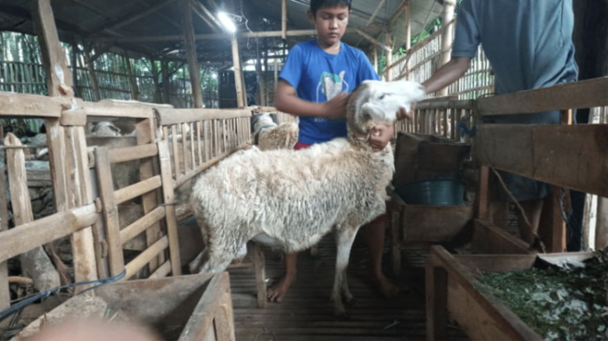 Domba Tanduk Grade E