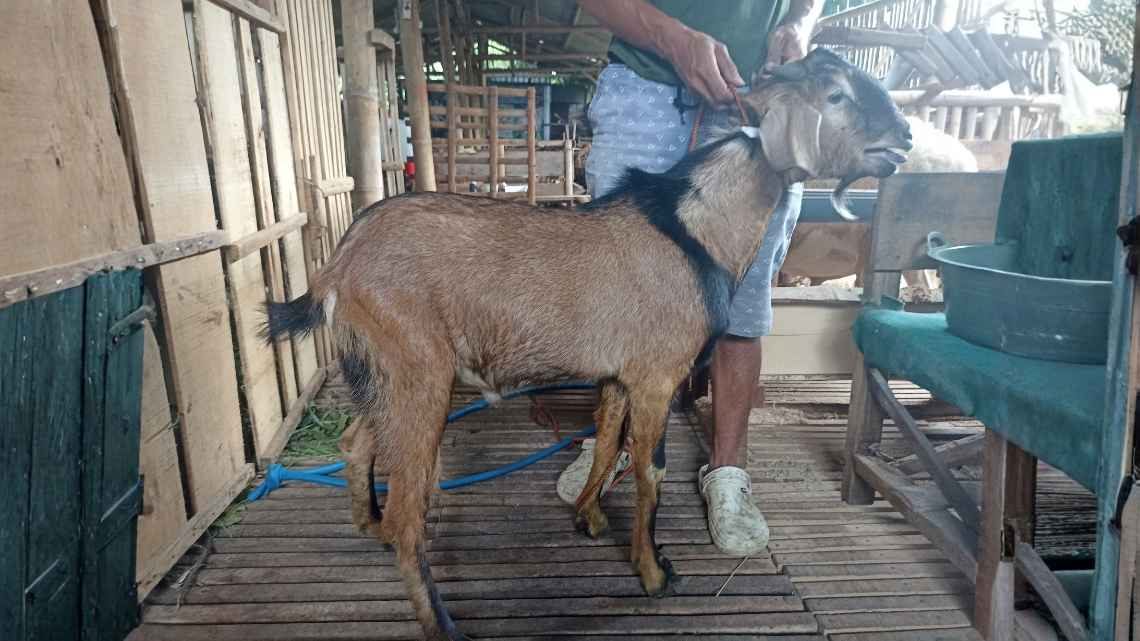 Kambing KMA