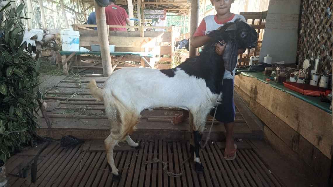 Kambing KME